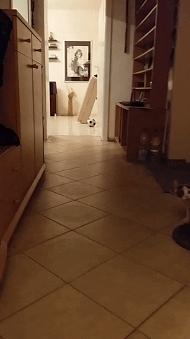 giphy.gif