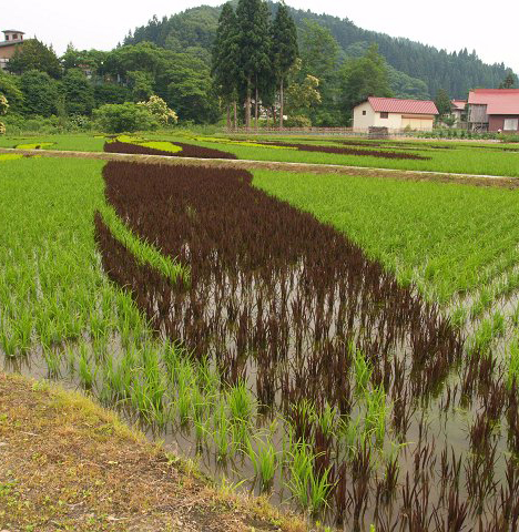 rice_art_2009_11.jpg