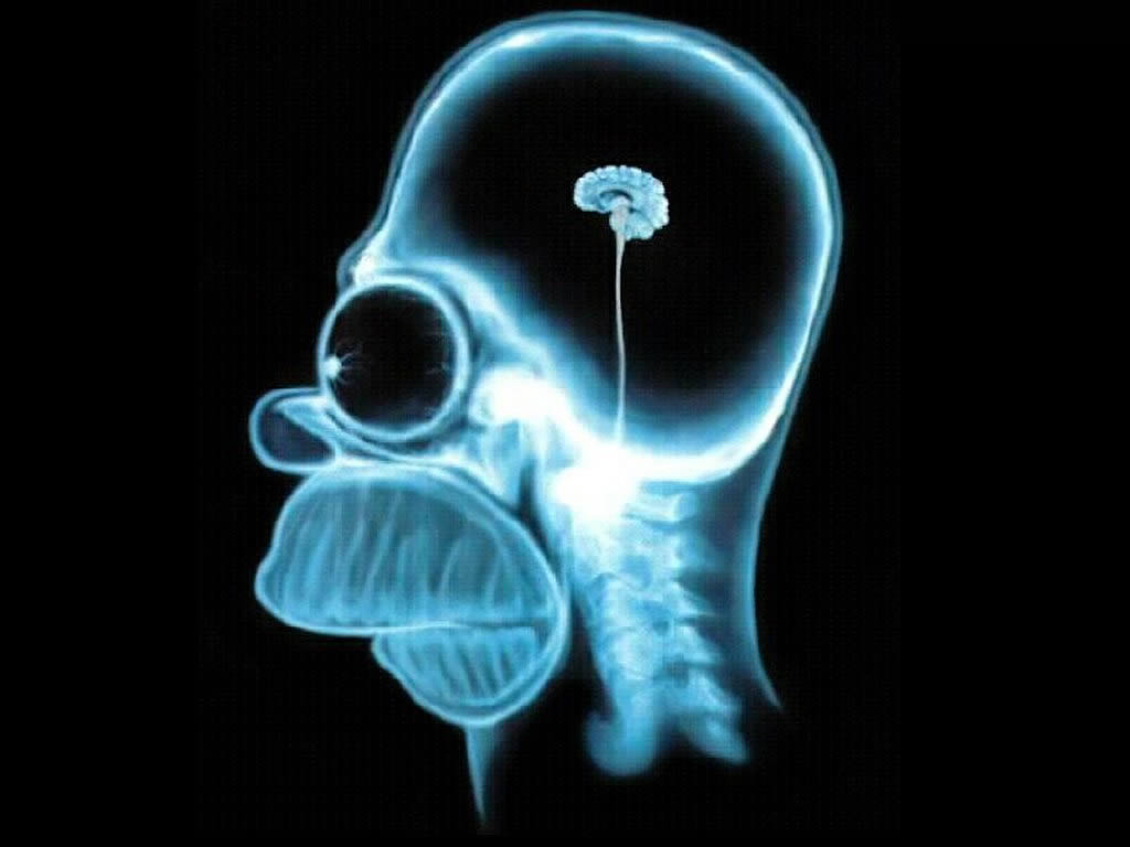 homer-brain1.jpg