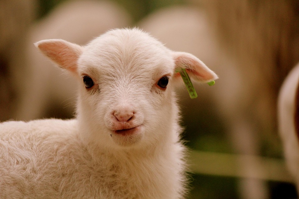 lamb-4969788_960_720.jpg