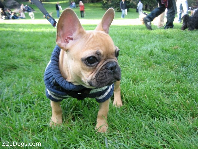 French-Bulldog2.jpg