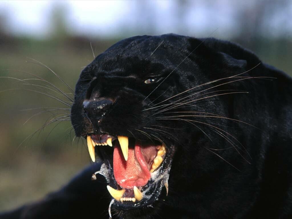 Black+Panther.jpg