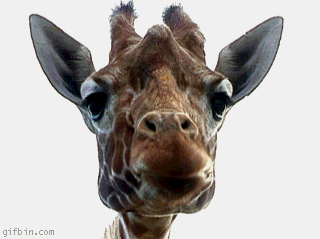 1241457082_giraffe_om_nom.gif
