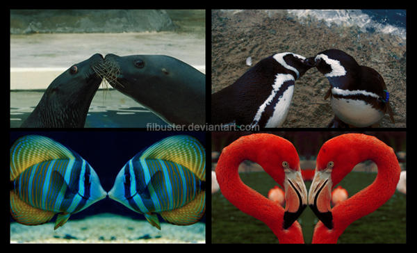 Love_animal_by_filbuster.jpg