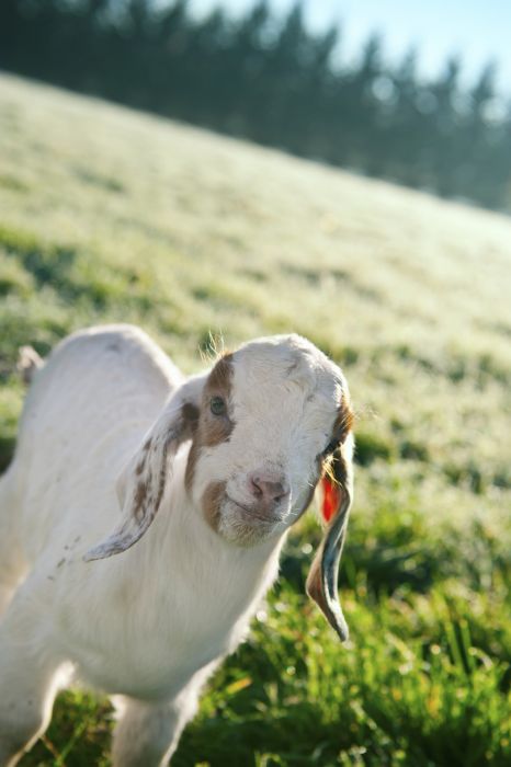 baby_animal_photographs_of_2013_35.jpg