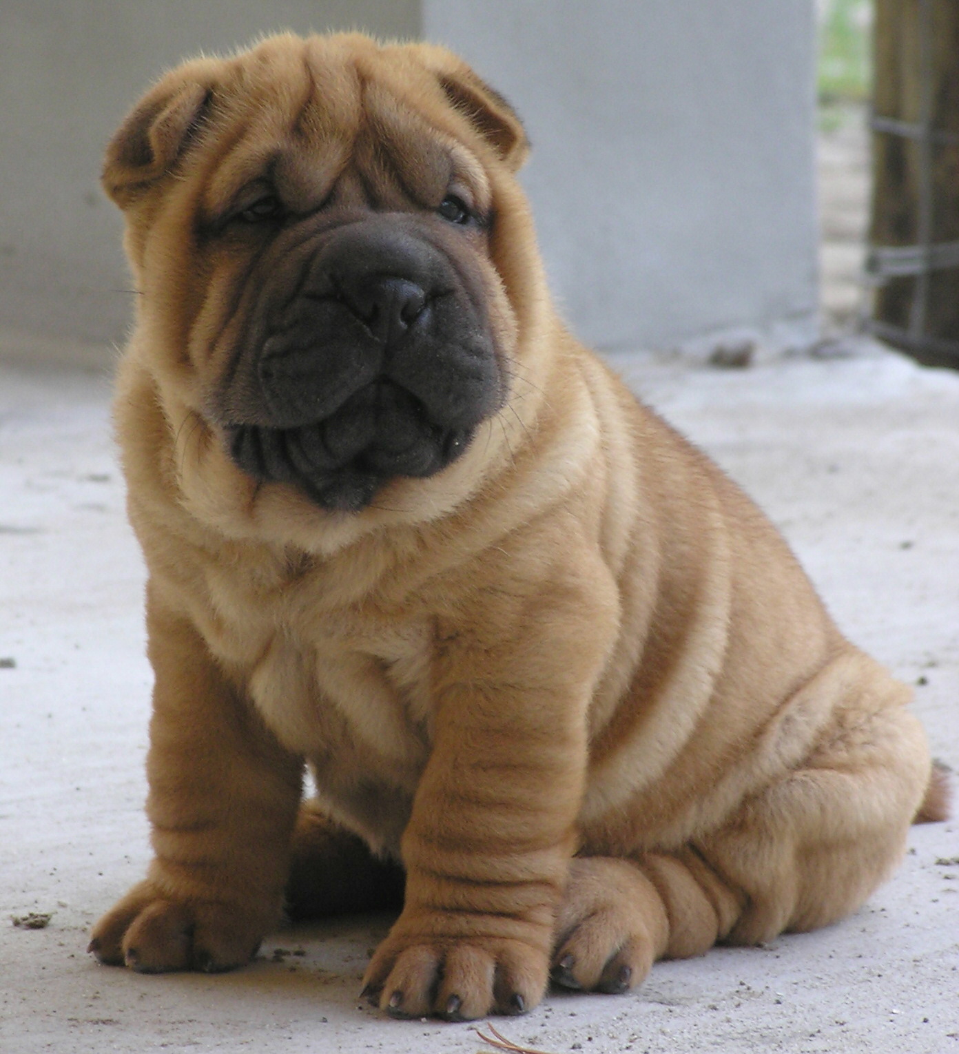 SharPei3.jpg