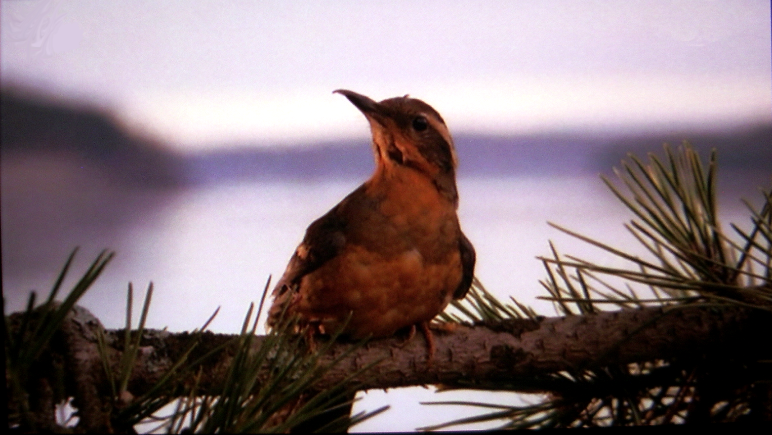 twin_peaks.png