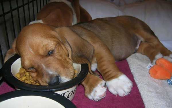 1439-tired-puppy.jpg