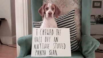 great_moments_in_the_history_of_cute_28.gif