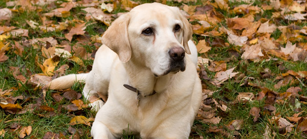 yellow-dog.jpg