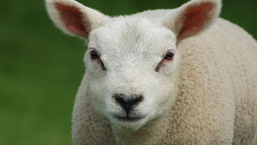 onekindplanet.org