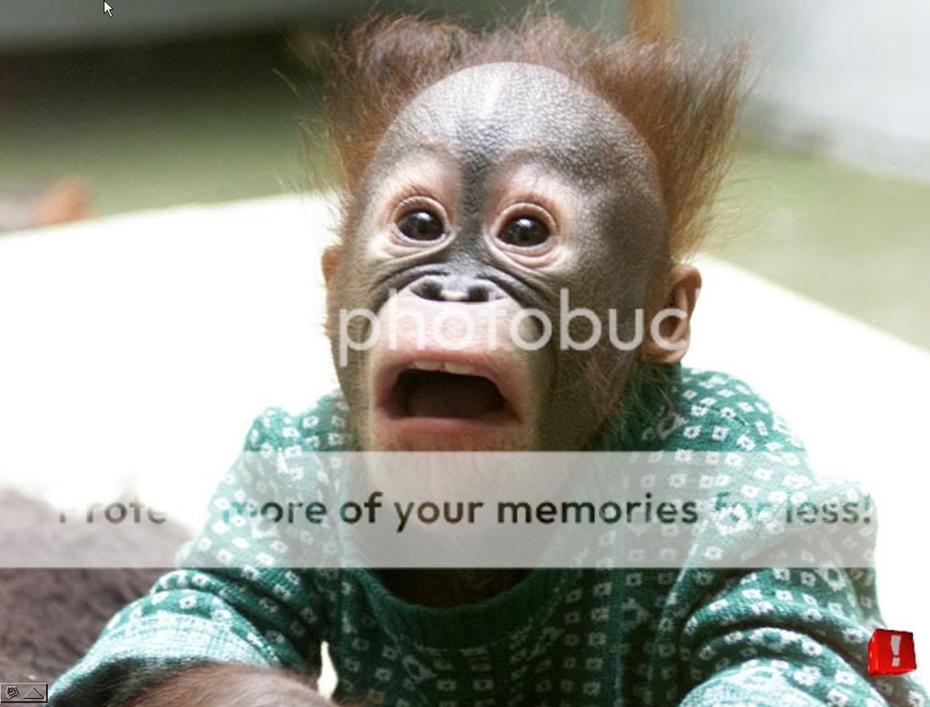 monkey.jpg
