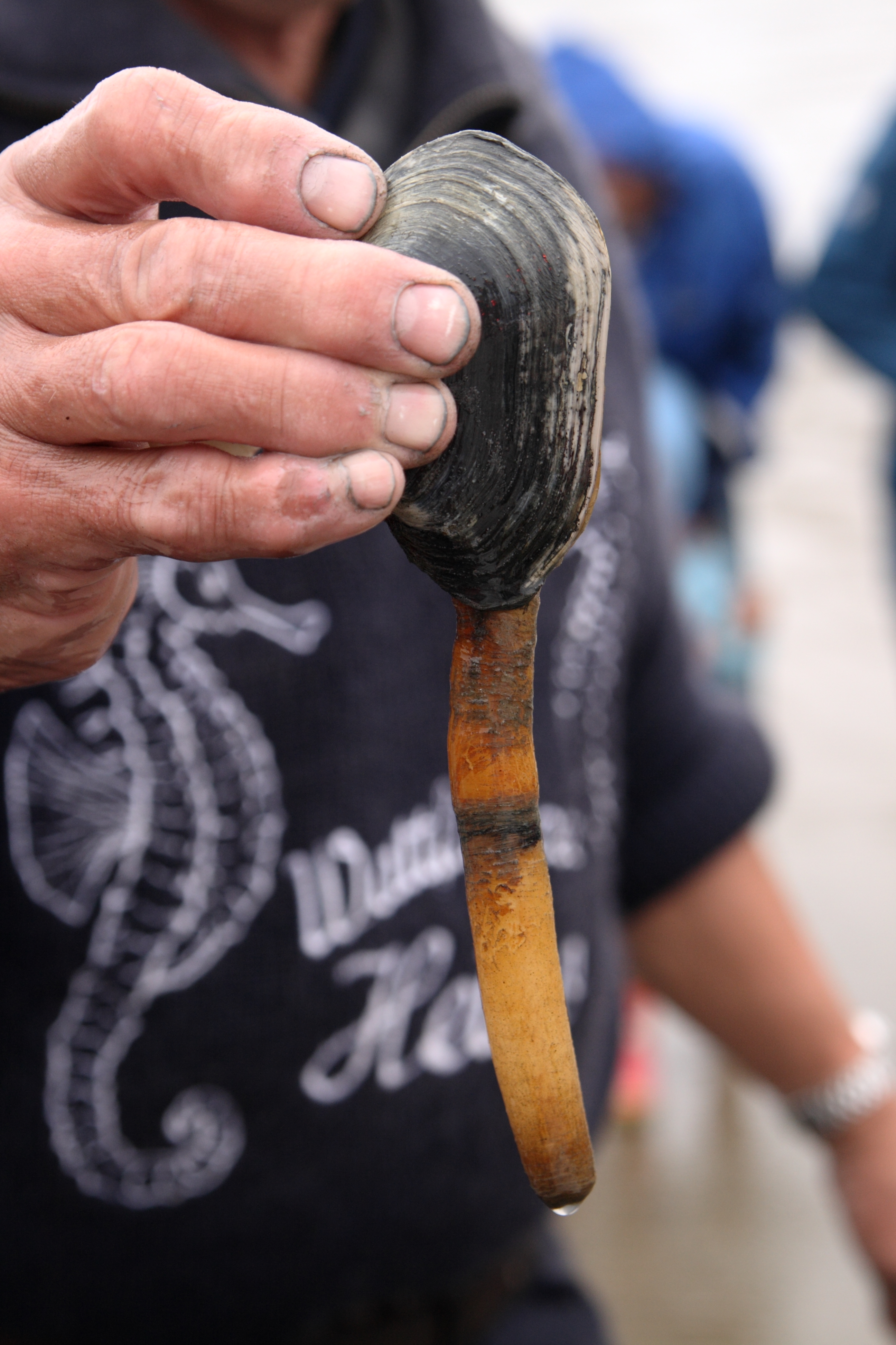 Sandklaffmuschel_in_Hand.JPG