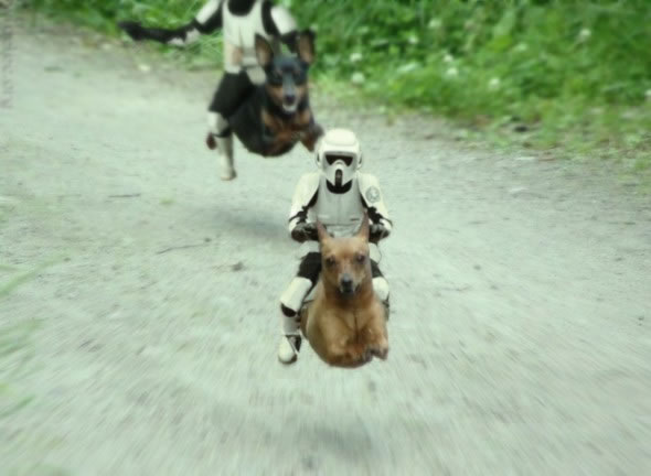 speeder_dogs.jpg