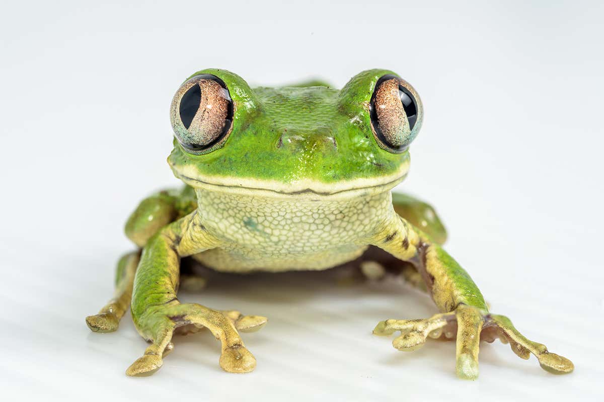 big-frog-eyes.jpg