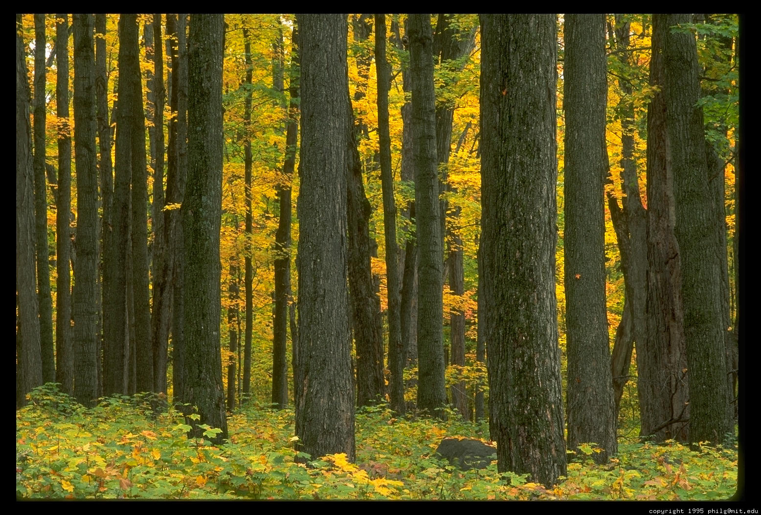 maple-trees-12.4.jpg