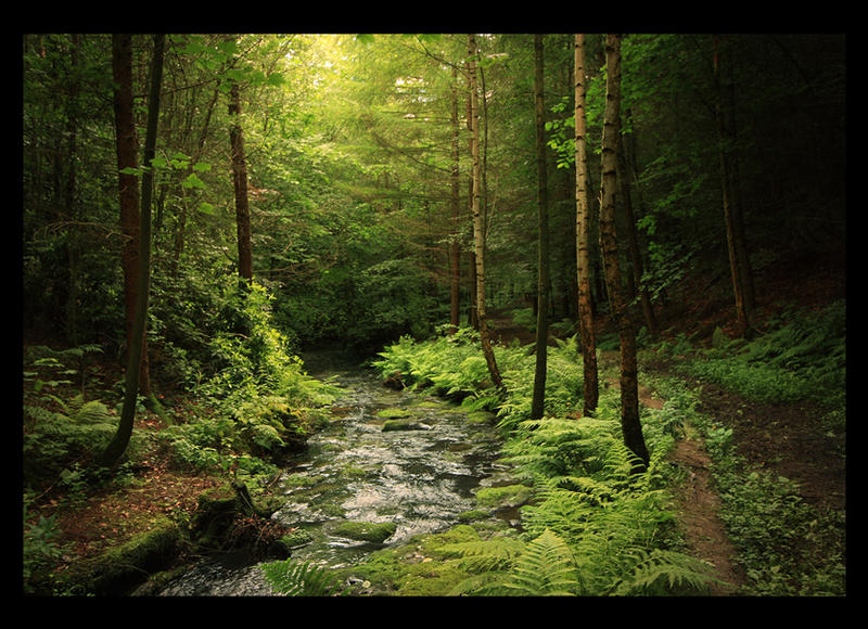 Loki__s_Forest_by_lucias_tears.jpg