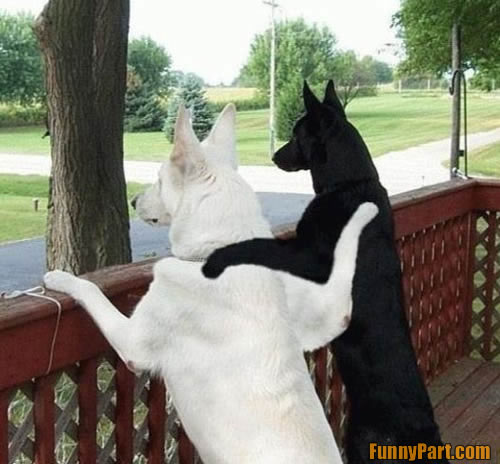 FunnyPart-com-best_friends.jpg