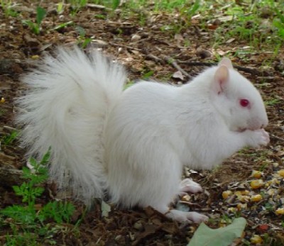 UNTalbinosquirrel.jpg