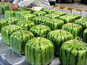stigle-cetvrtaste-lubenice.jpg
