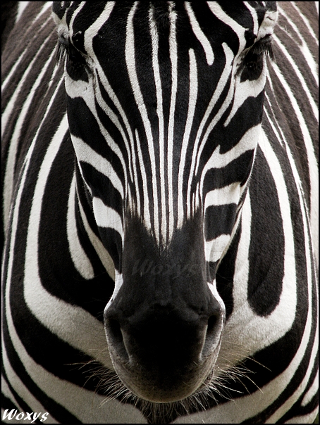 zebra__perfect_symmetry_by_woxys-d1lu64i.jpg