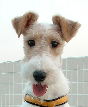 fox-terrier-02.jpg