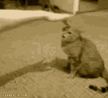 tenor.gif