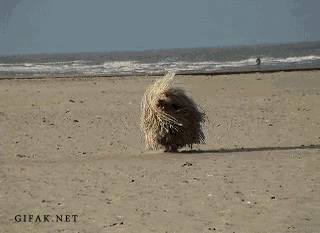 09.gif