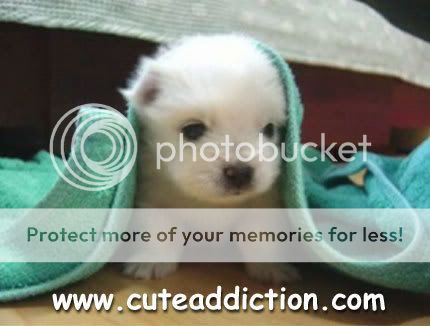 cutepuppy.jpg