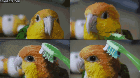 Parrot-Gif-parrots-26334124-480-268.gif