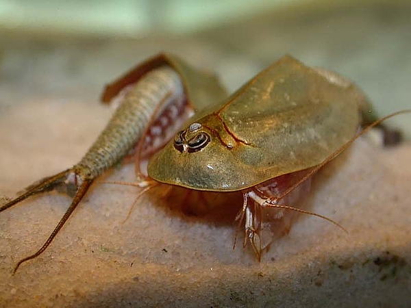Triops_australiensis_2.jpg