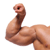 muscle.gif