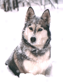 astra_snow1.gif