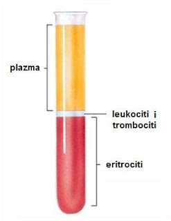 hematokrit.jpg