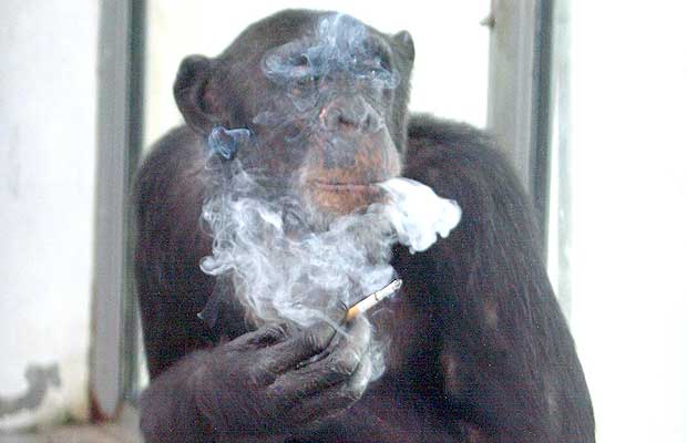chimp.jpg