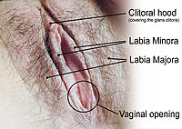 200px-HumanVulva-NewText-PhiloViv.jpg